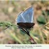 polyommatus poseidon akhaltsike male1